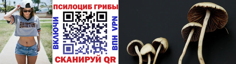 Псилоцибиновые грибы Cubensis  купить наркотики сайты  Бакал 