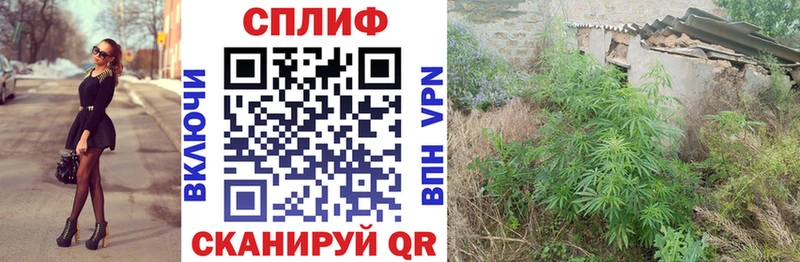 Шишки марихуана гибрид  Бакал 